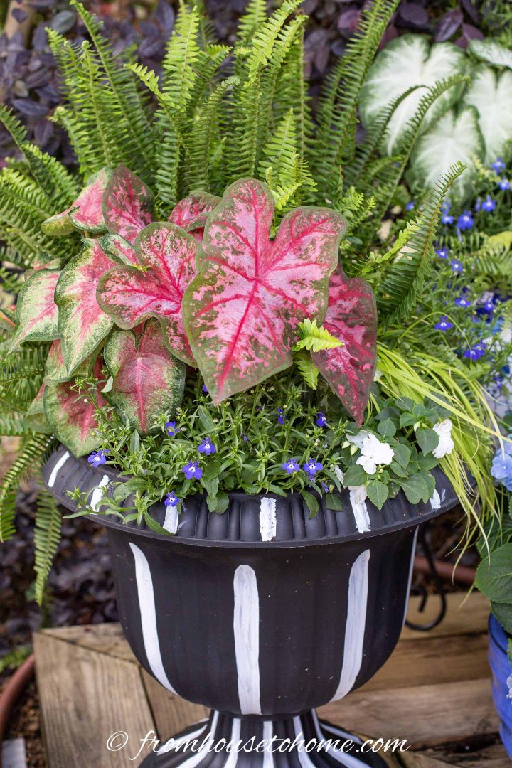 Red, white and blue flower pot with Caladiums, lobelia and impatiens