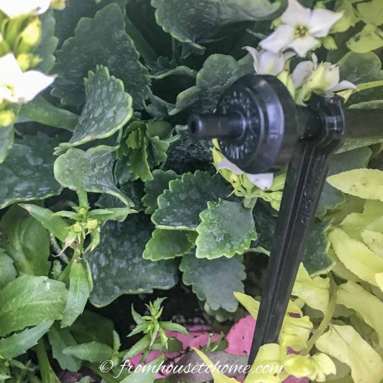Container Watering: How To Keep Outdoor Planters Watered While You’re On Vacation