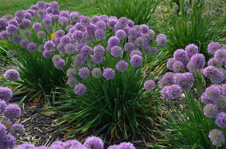 2020 new perennial - Allium 'Serendipity' (Ornamental Onion)