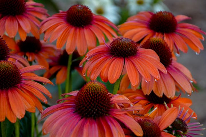 2020 new perennnials - Echinacea Color Coded 'Orange You Awesome' (Coneflower)