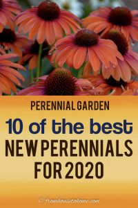 new perennials for 2020