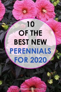10 of the best new perennials for 2020