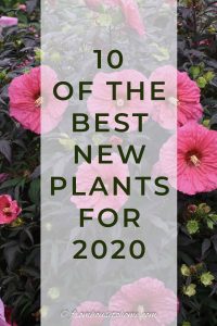 best new plants for 2020