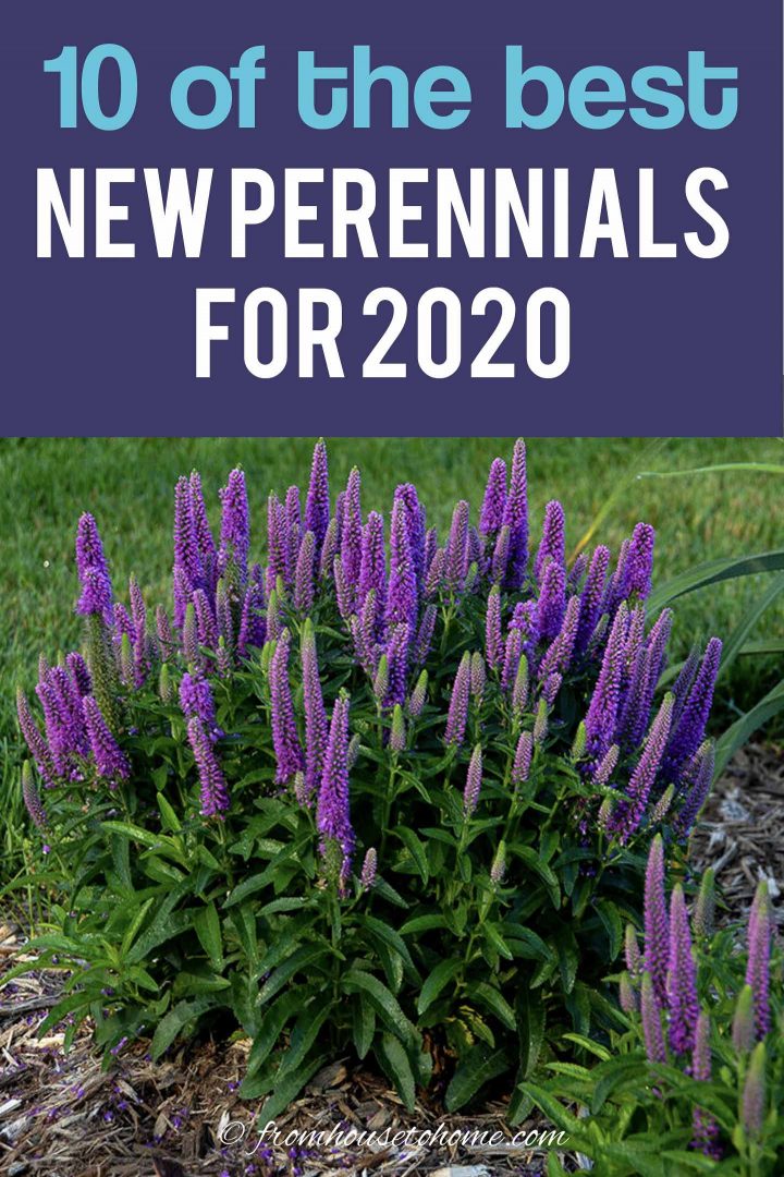 10 of the best new perennials for 2020