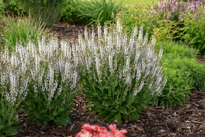 2020 new perennials - Salvia 'White Profesion' (Perennial Salvia)
