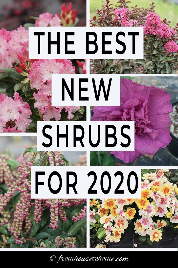 The best new shrubs for 2020