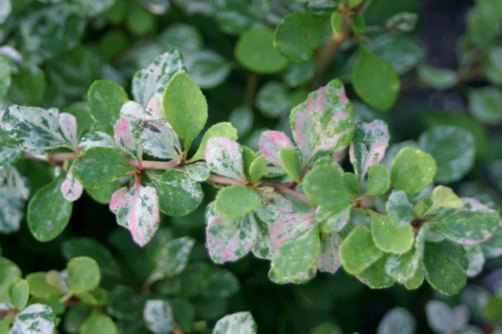 The variegated foliage of the new 2020 shrub Barberry 'Sunjoy Sequins™'