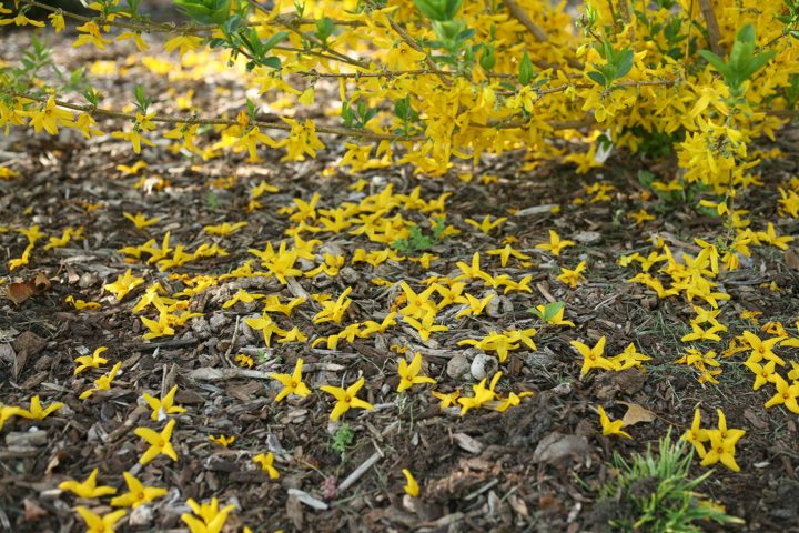 Forsythia 'Flying Machine®' blossoms on the ground
