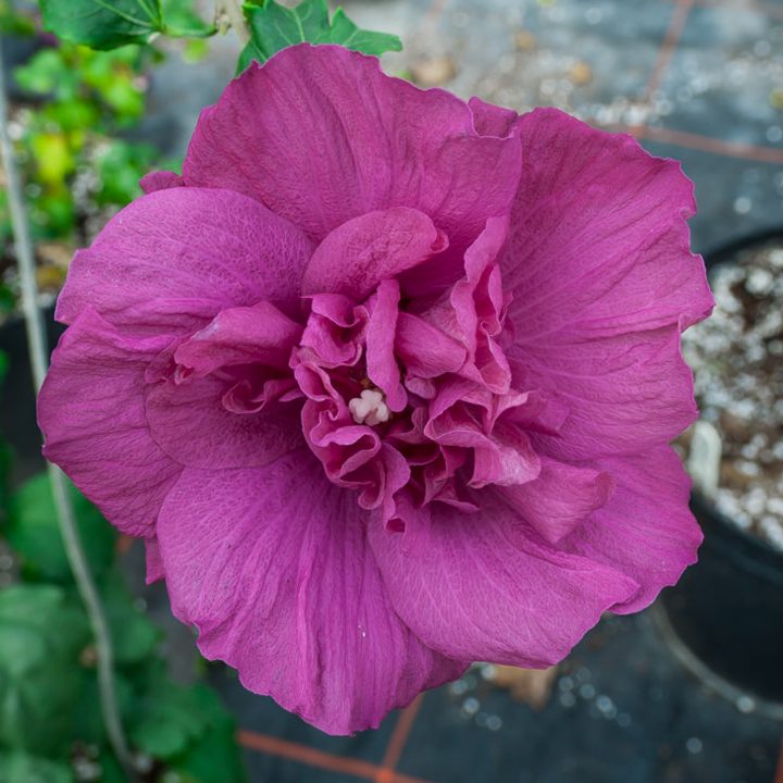 A magenta flower from the 2020 new shrub Rose of Sharon 'Magenta Chiffon®'