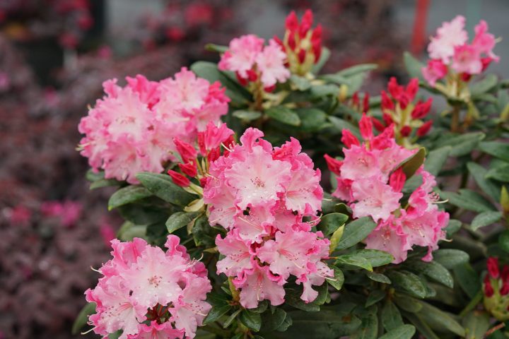 Rhododendron 'Dandy Man Color Wheel®'