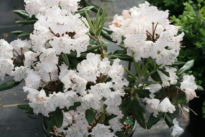 Mature white flowers of the new 2020 shrub Rhododendron 'Dandy Man Color Wheel®'