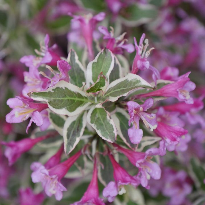 The variegated leaves and purple flowers of the new 2020 shrub Weigela 'My Monet Purple Effect®'