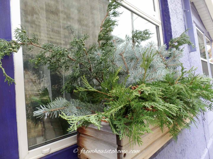 A window box filled with cedar, juniper and blue spruce branches