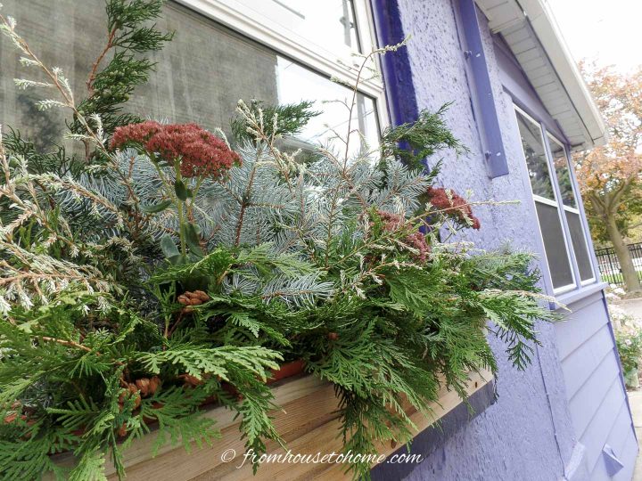 A winter window box filled with evergreens and dried flowers
