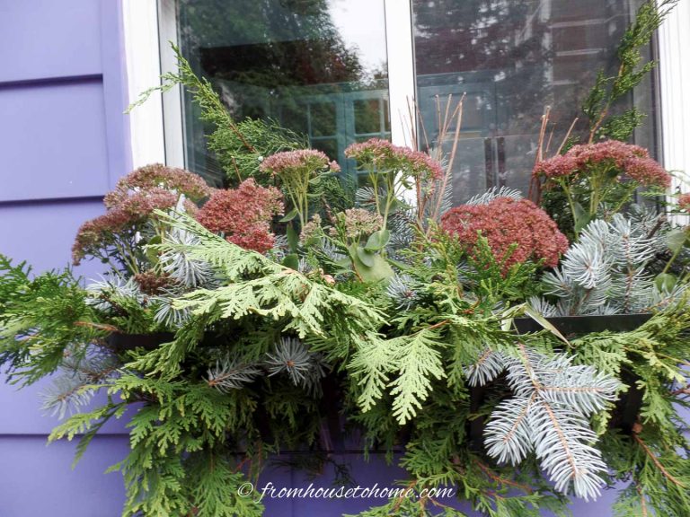Winter Window Boxes (How To Make Winter Planter Displays The Easy Way)