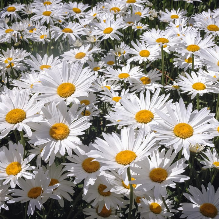 White shasta daisies