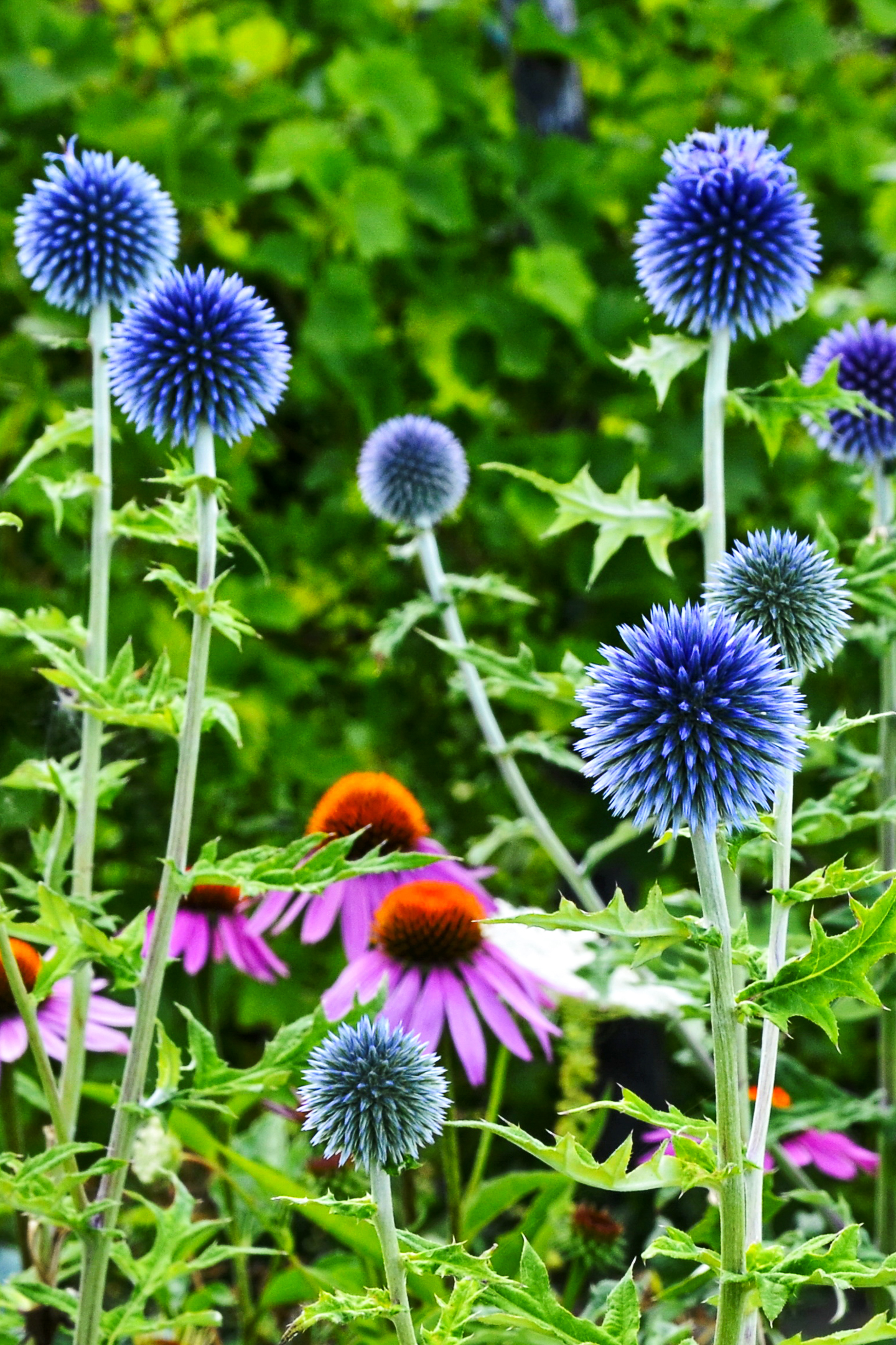 Blue globe thistle with pink coneflowers in the background