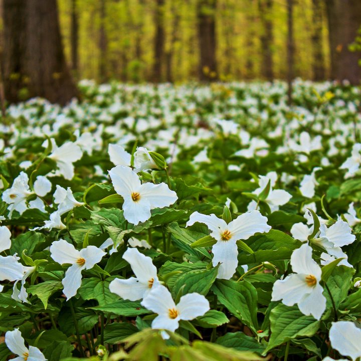 The ground covered in trilliums ©ehrlif - stock.adobe.com