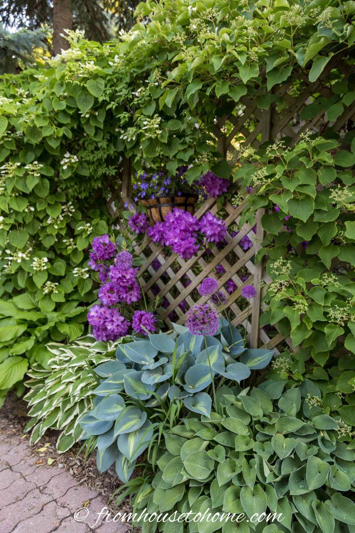 Rhododendrons, Alliums, Hostas and Hydrangea vine growing in a shade garden bed beside a driveway