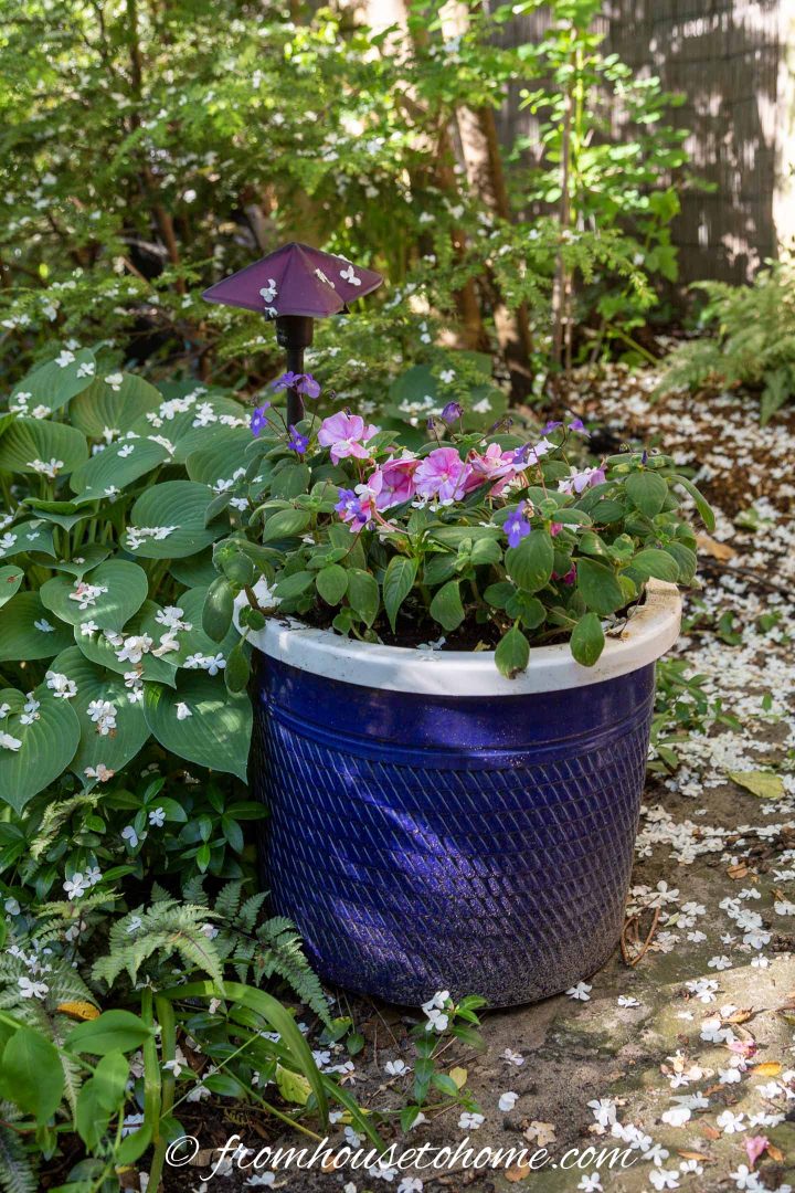Impatiens planted in a blue container located in a shade garden