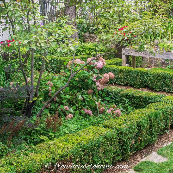 Formal shade garden with square garden beds edged in boxwood