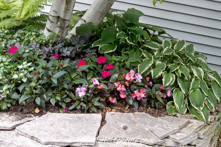 Hostas, Lamium, Impatiens and Begonias growing a shaded garden bed at the front of the house