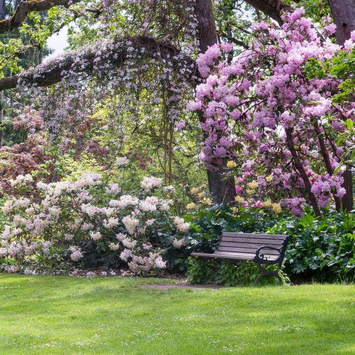 Clematis vine growing over a tree in a shade garden with blooming Rhododendrons ©Jamie Hooper - stock.adobe.com