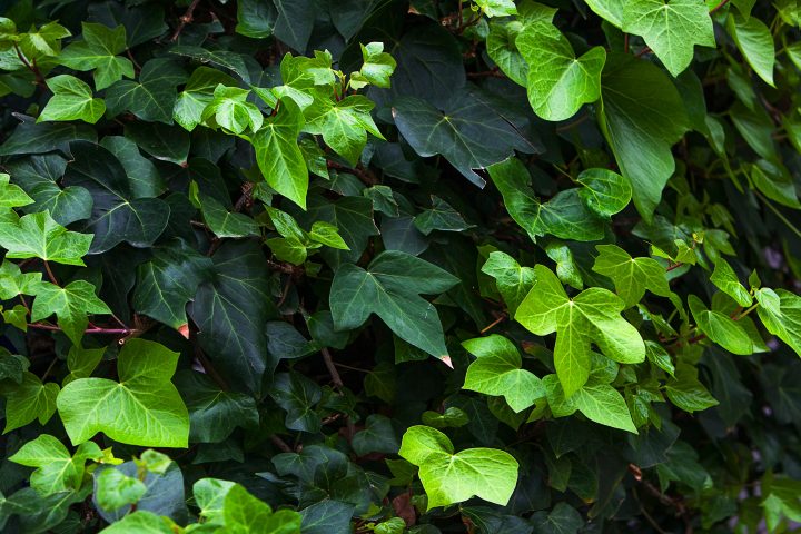 English ivy used as ground cover in the shade ©KDImages - stock.adobe.com