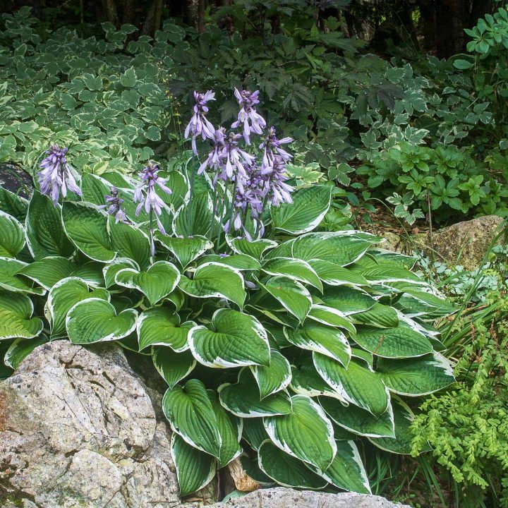 Hosta with mauve flowers in the perennial shade garden 