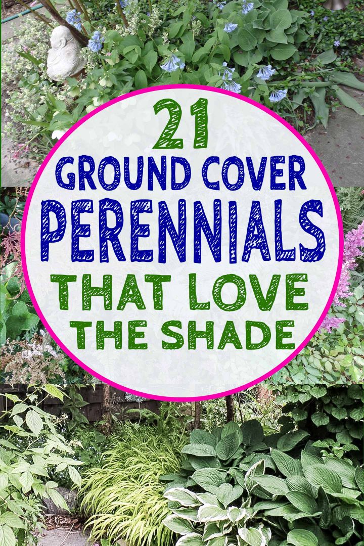 Shade Ground Cover Perennials That Will, Shade Loving Ground Cover Plants
