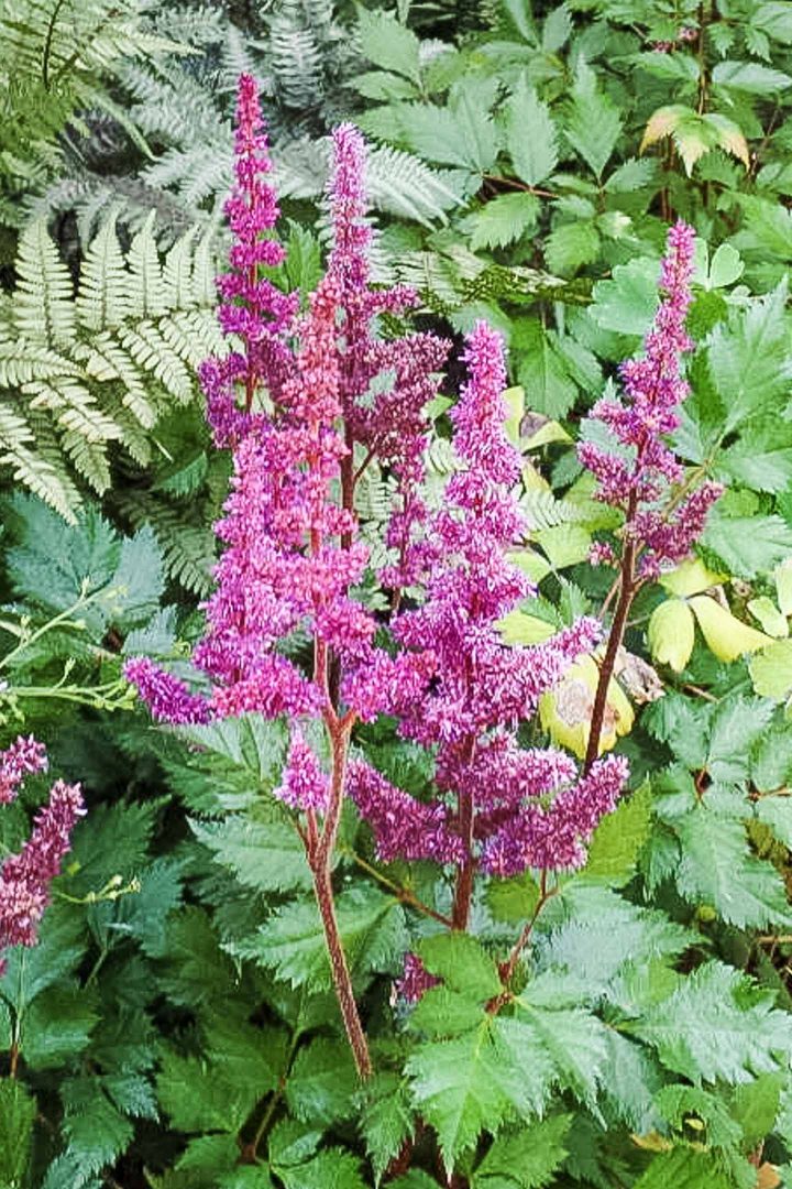 Astilbe flowering above ferns in the shade