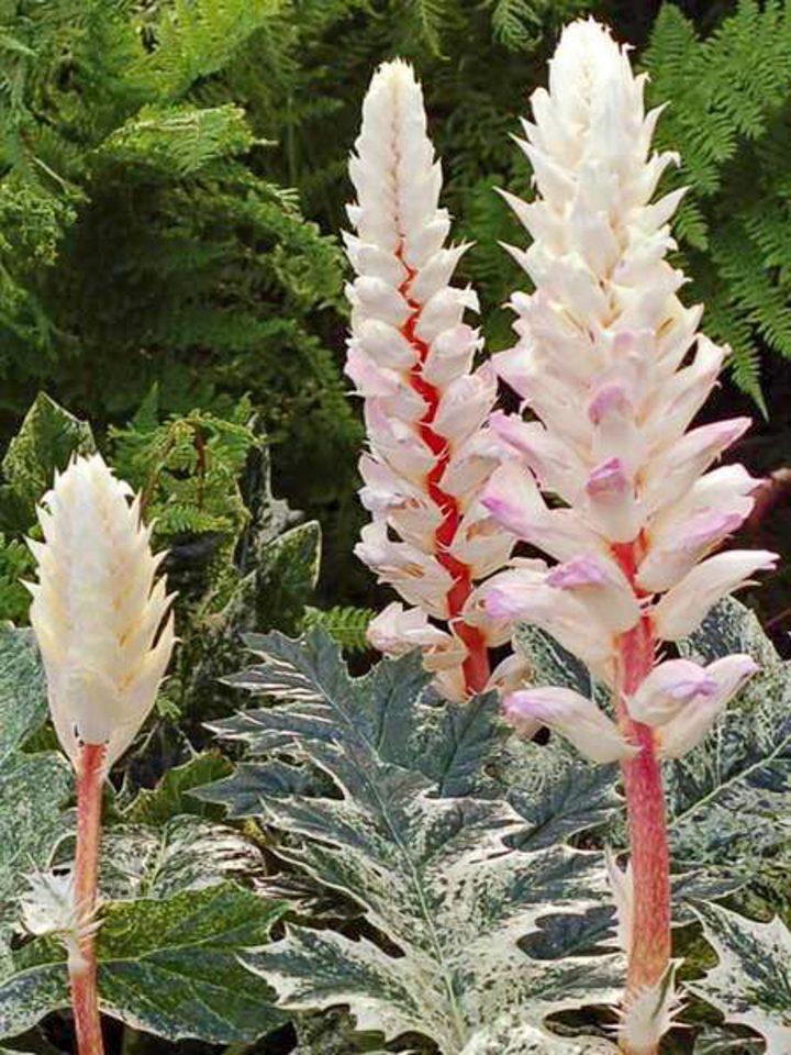 Acanthus mollis 'Whitewater' flowers and foliage