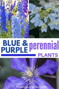 blue and purple perennial plants