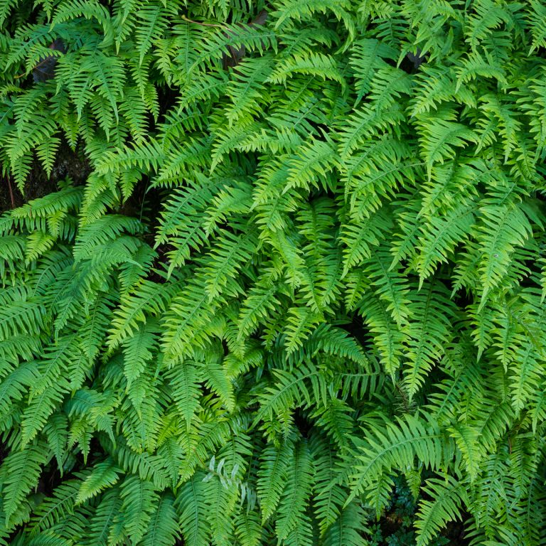 Hardy Fern Varieties (20+ Perennial Ferns That Will Survive The Winter)