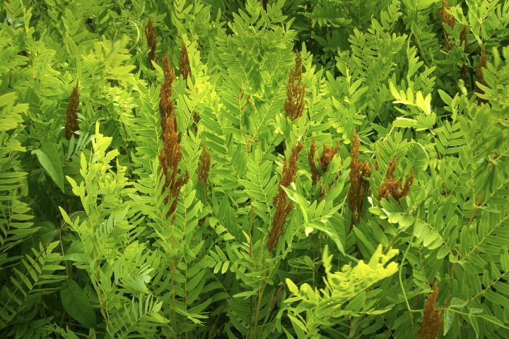 Royal ferns (Osmunda regalis) with fertile and sterile fronds ©duke2015 - stock.adobe.com