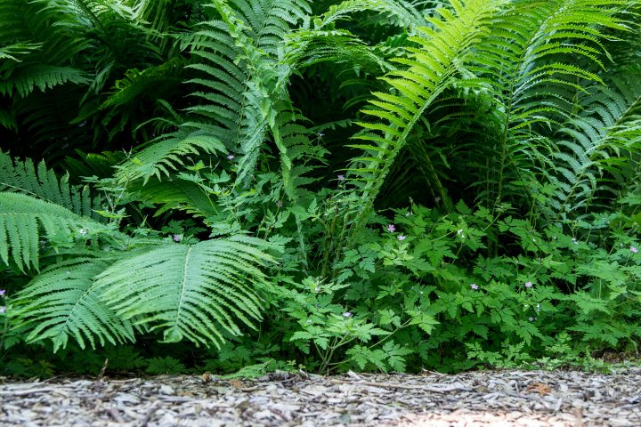 Large ostrich fern fronds growing in the wild ©ehrlif - stock.adobe.com