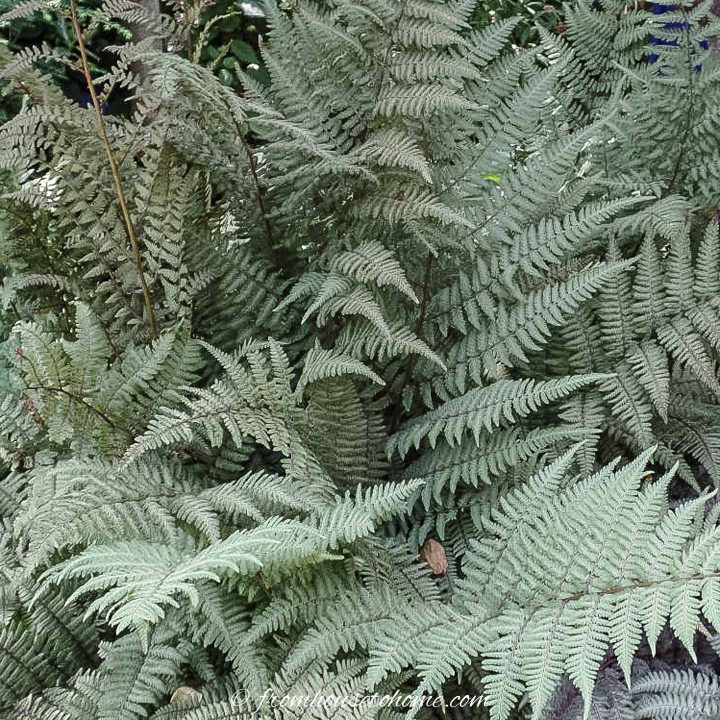 Japanese painted fern 'Ghost'