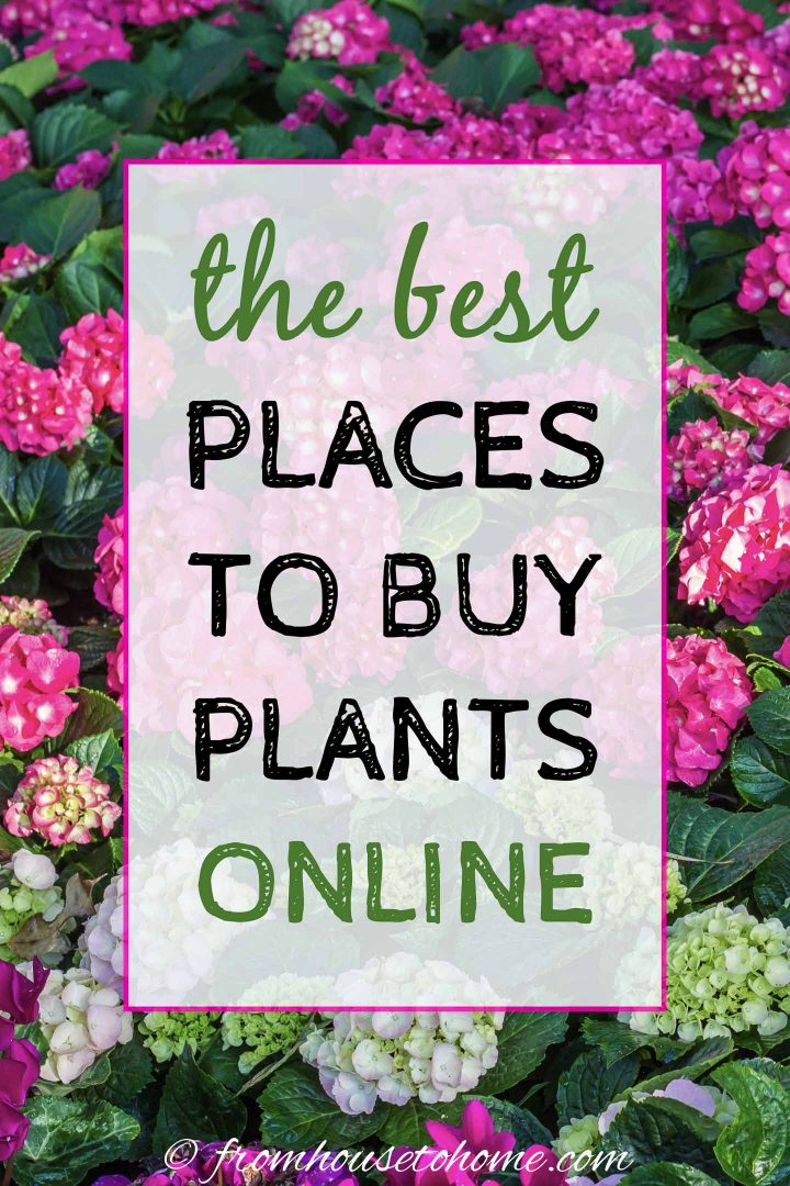 The Best Online Nurseries For 2022 (Where To Buy Perennials, Trees and Shrubs Online)