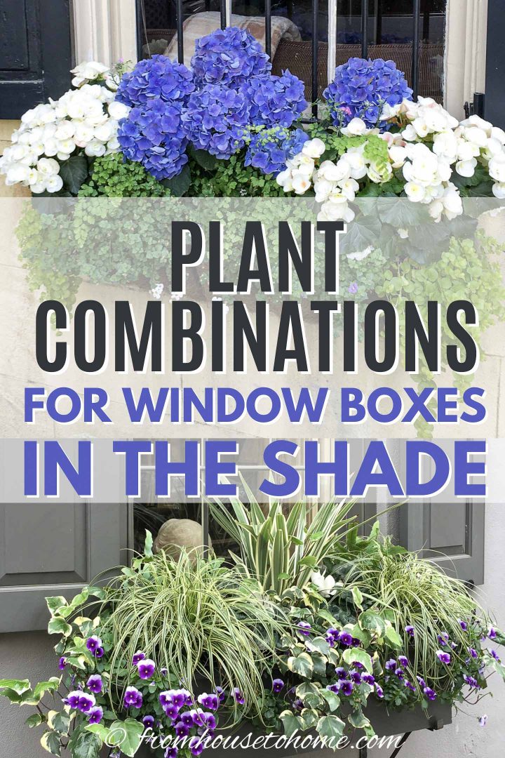 Window box ideas for shade