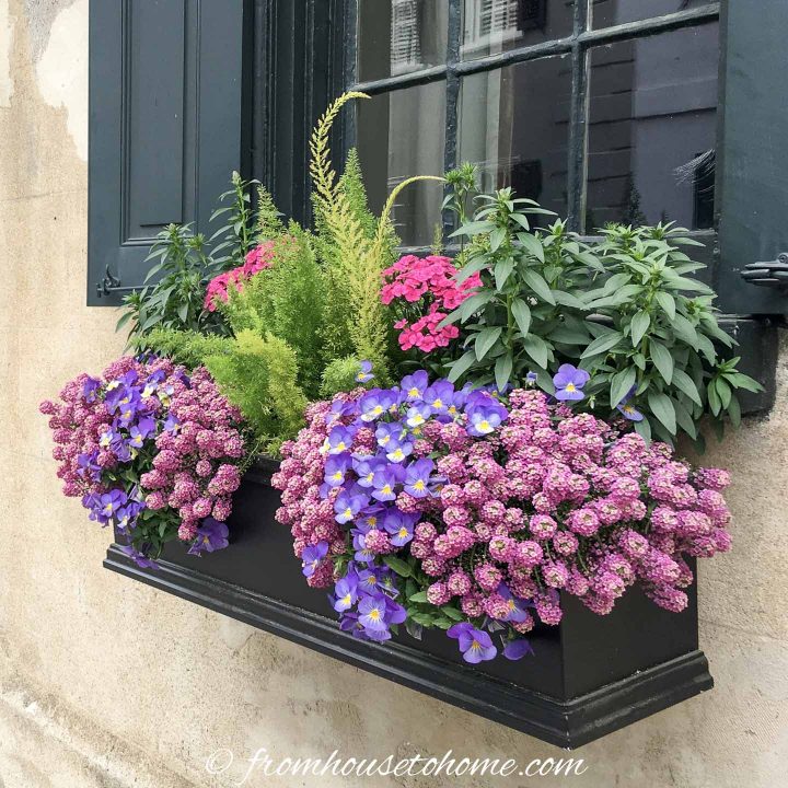 Verbena, Snap dragons, foxtail fern, pansies and phlox in a window box in the sun