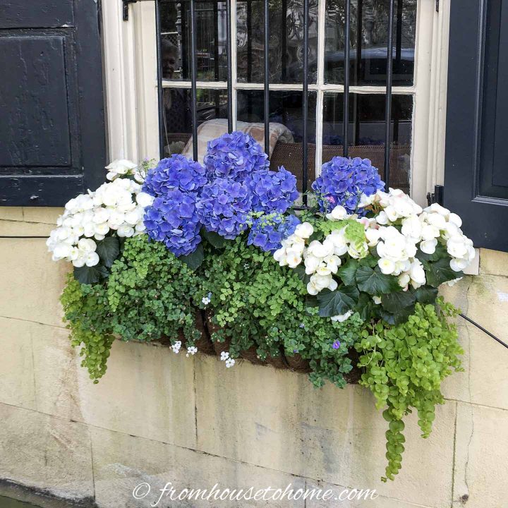 Blue and white hydrangeas in a window box for shade