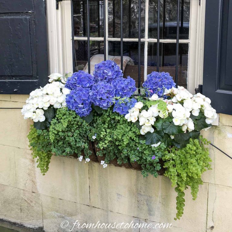 Window Box Flower Combinations: Flower Box Ideas Inspired By Charleston Window Boxes