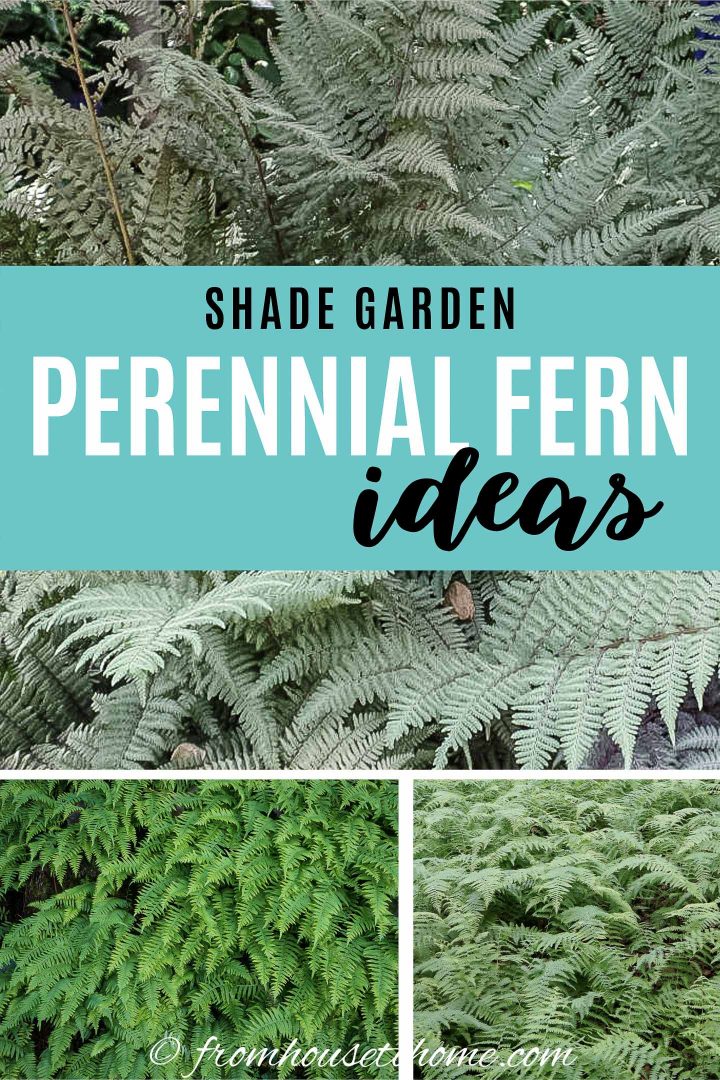 Shade Garden Perennial Fern Ideas