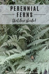 perennial ferns that love shade