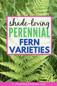 shade-loving perennial fern varieties