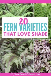 20 winter hardy fern varieties that love shade
