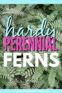 hardy perennial ferns