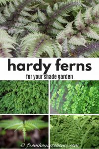 hardy ferns for your shade garden