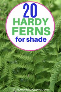 20 hardy ferns for shade