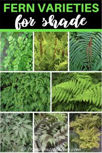 fern varieties for shade
